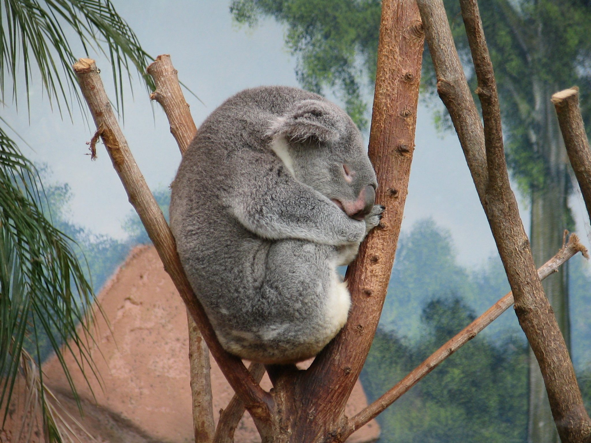 Wallpapers Animals Miscellaneous Un koala qui fait la sieste !