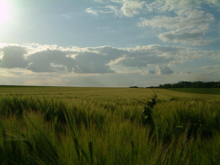 Fonds d'cran Nature Champs - Prairies  prouais