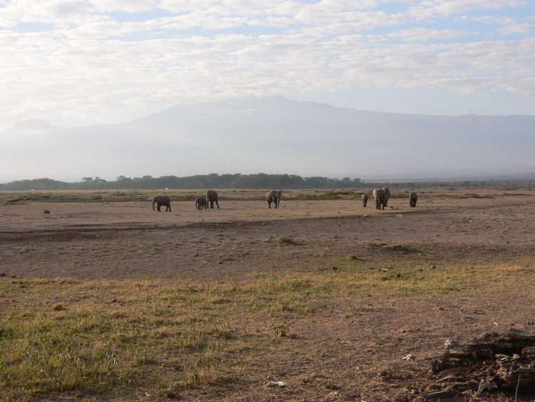 Wallpapers Trips : Africa Kenya les plaines du Kilimandjaro