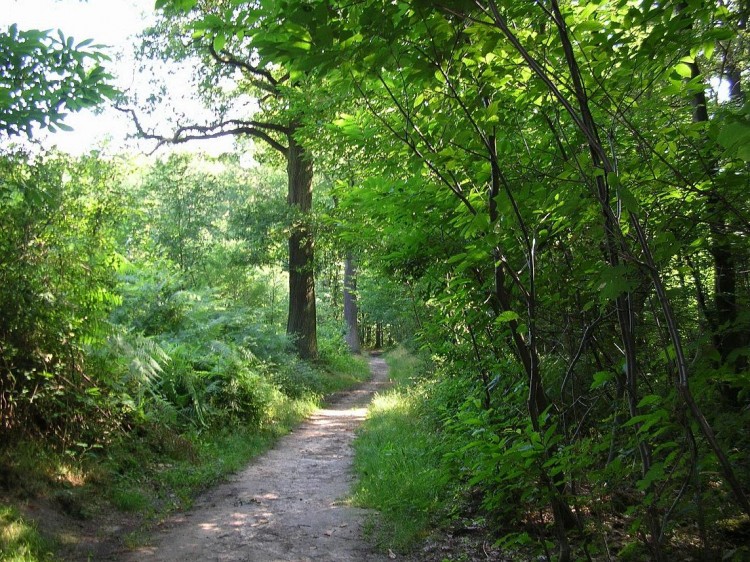 Fonds d'cran Nature Arbres - Forts Chemin