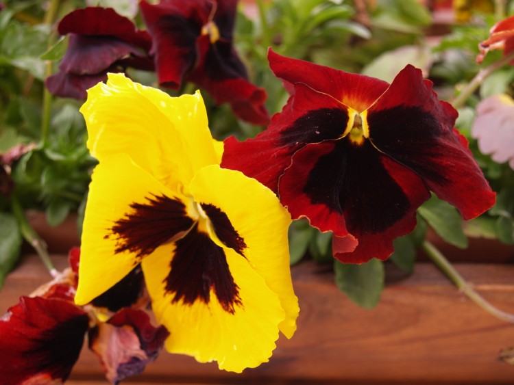 Fonds d'cran Nature Fleurs sur mon balcon..