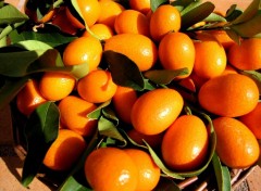 Wallpapers Nature Panier de Kumquats