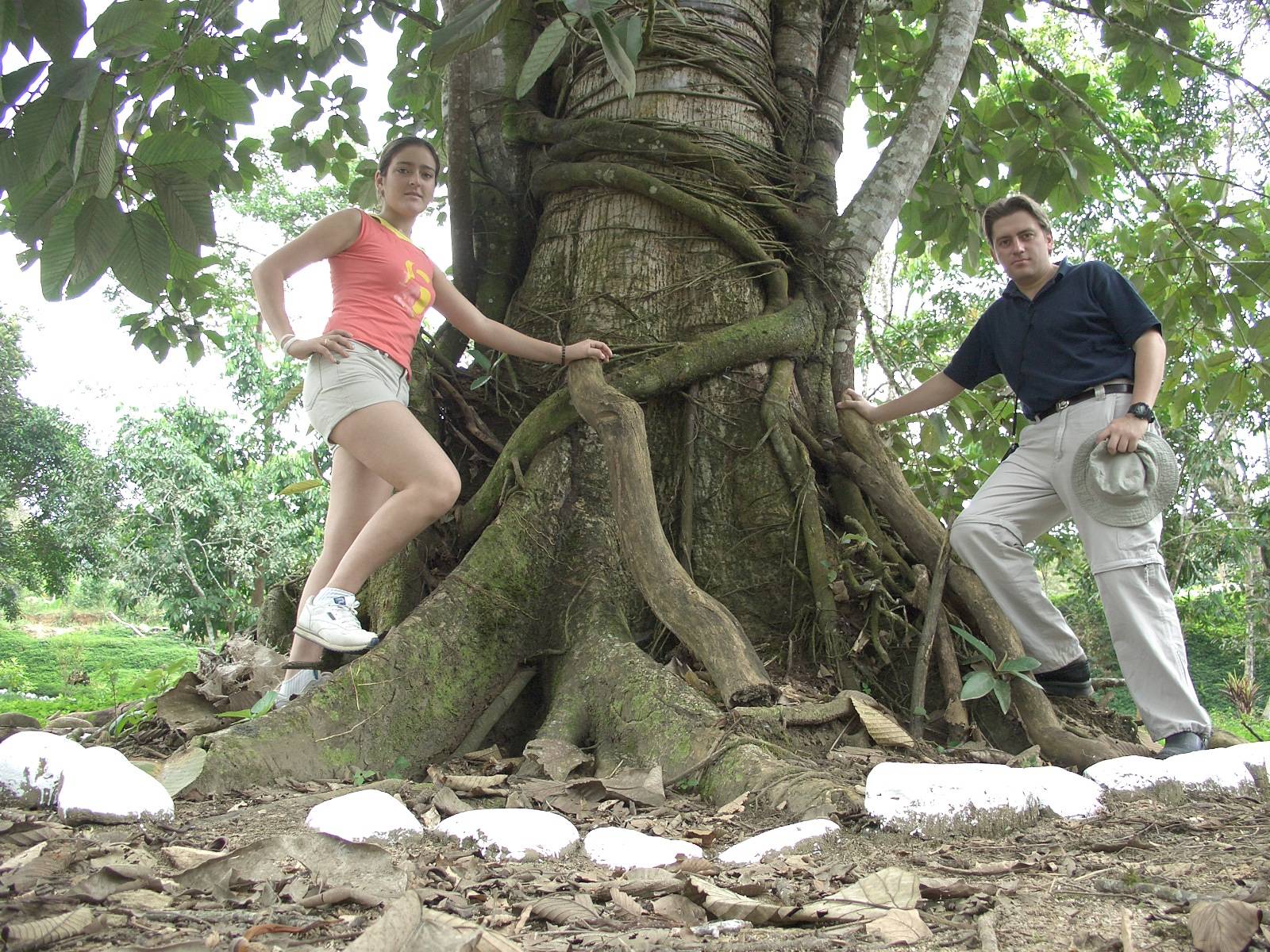 Fonds d'cran Nature Arbres - Forts Un arbol que es ahogado por una planta