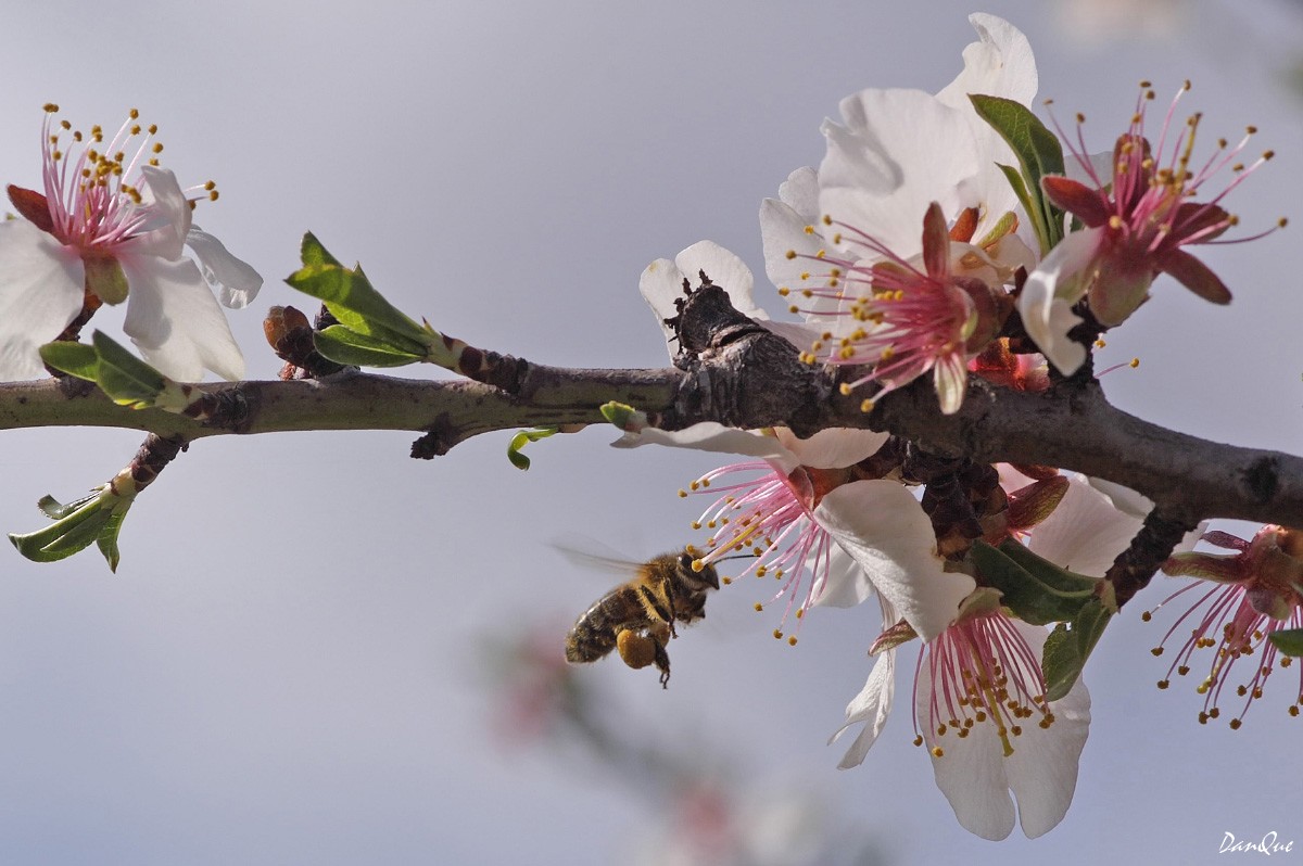 Fonds d'cran Animaux Insectes - Abeilles Gupes ... Languedoc/Roussillon