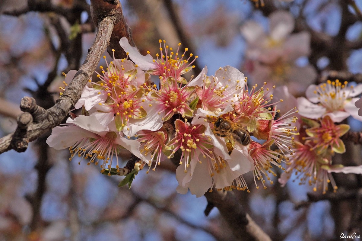 Wallpapers Nature Flowers L'eau, l'eau qui chante.