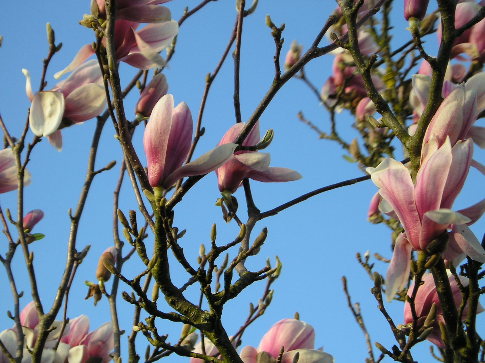 Fonds d'cran Nature Fleurs 