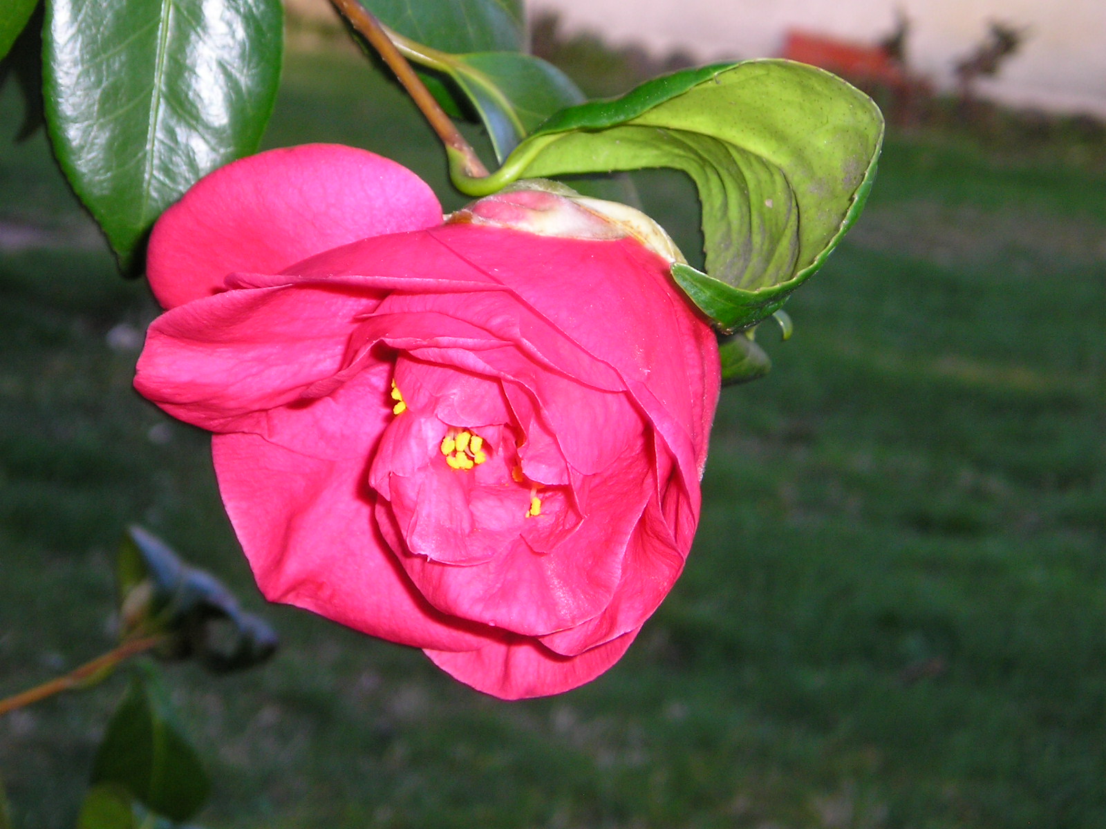 Fonds d'cran Nature Fleurs 