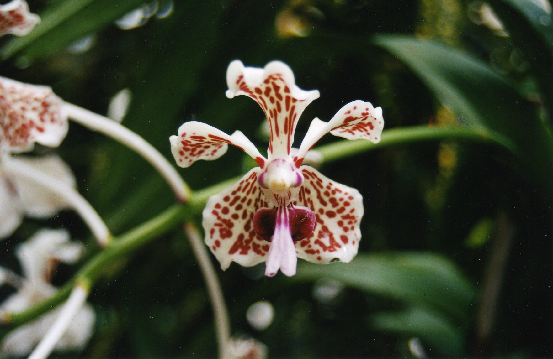 Fonds d'cran Nature Fleurs Douce