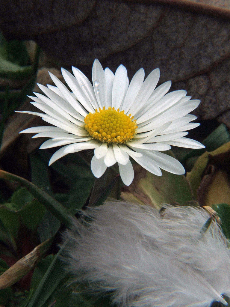 Fonds d'cran Nature Fleurs Ca y est ! Les premires de l'anne...