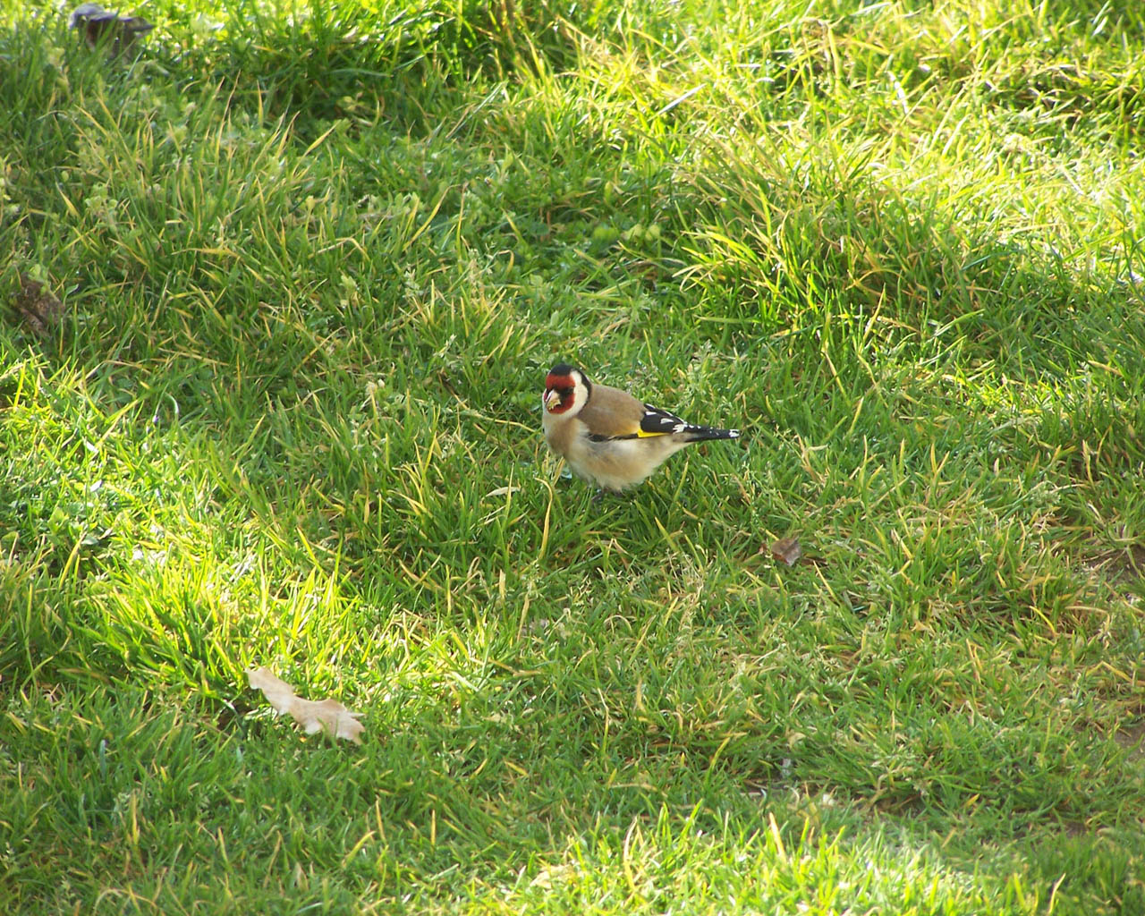 Fonds d'cran Animaux Oiseaux - Divers Un Oiseau Dans Mon Jardin