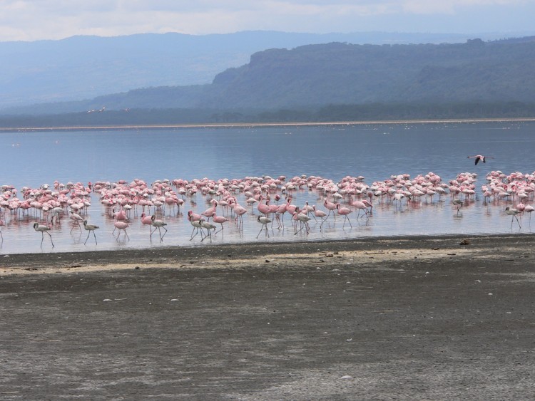 Fonds d'cran Animaux Oiseaux - Flamands roses les flamants du kenya