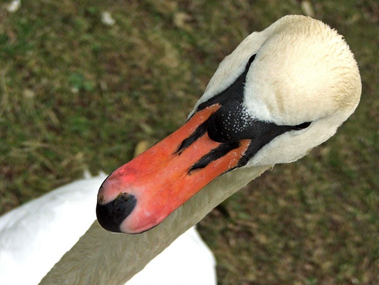 Fonds d'cran Animaux Oiseaux - Canards Le cygne, mon copain...