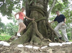 Fonds d'cran Nature Un arbol que es ahogado por una planta