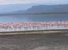 Fonds d'cran Animaux les flamants du kenya