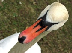 Fonds d'cran Animaux Le cygne, mon copain...