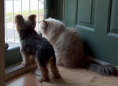 Fonds d'cran Animaux zach et pumpkin