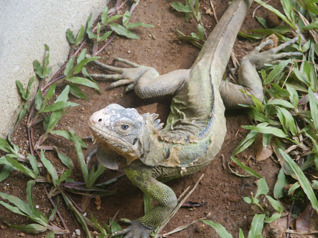 Fonds d'cran Animaux Lzards - Iguanes Iguane