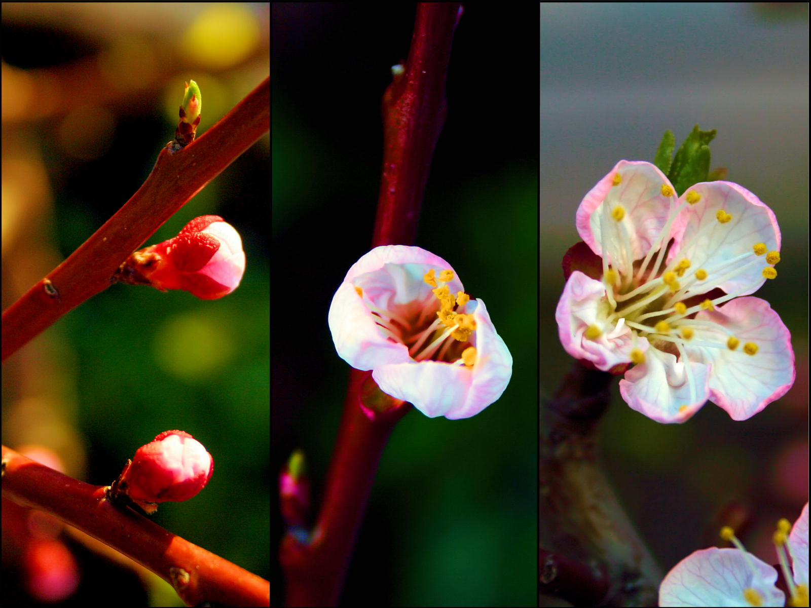 Wallpapers Nature Flowers Printemps