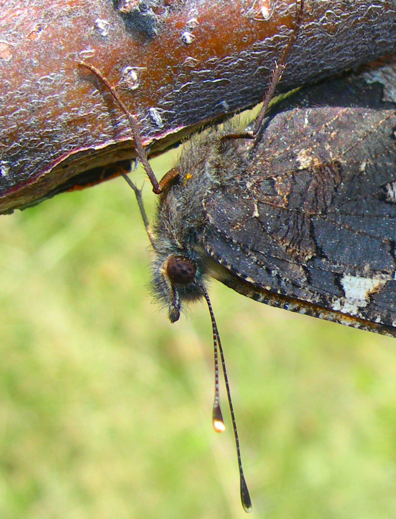 Fonds d'cran Animaux Insectes - Papillons papillon