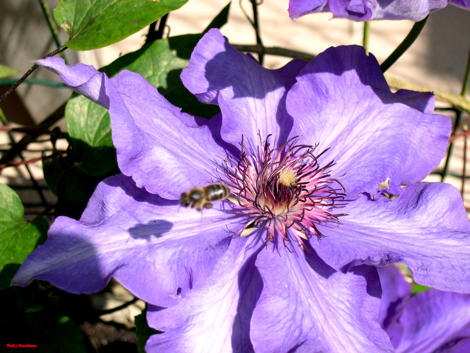 Wallpapers Nature Flowers Clmatite