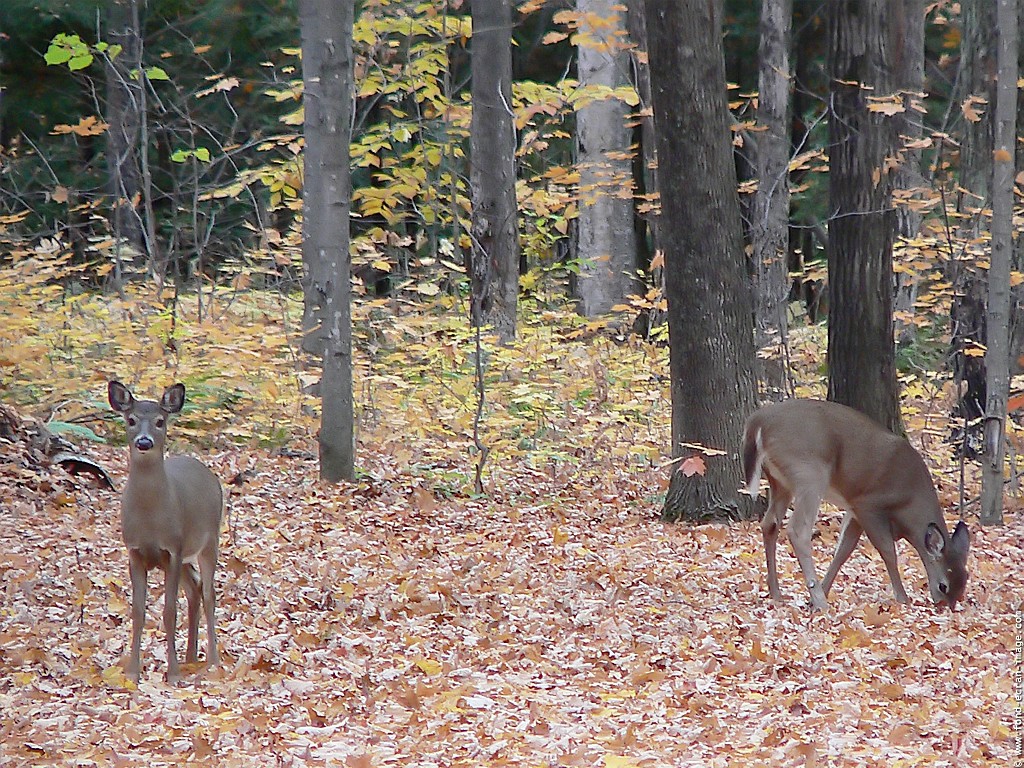 Fonds d'cran Animaux Cervids Cerfs de Virginie