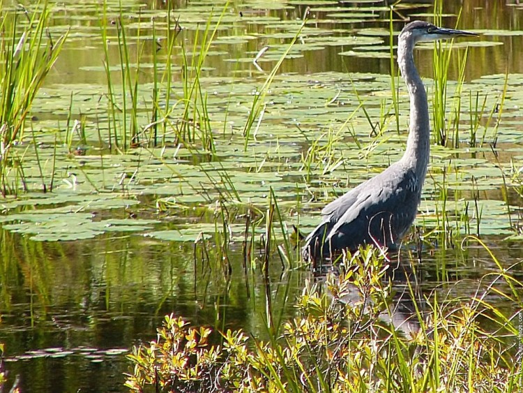 Wallpapers Animals Birds - Herons Grand Hron