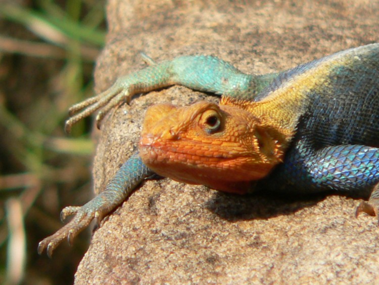 Fonds d'cran Animaux Lzards - Iguanes me revoila