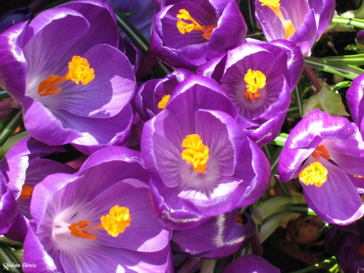 Wallpapers Nature Flowers crocus