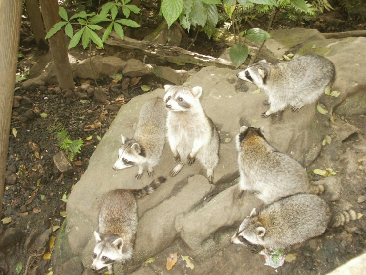 Wallpapers Animals Raccoons Racoon