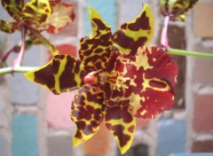 Fonds d'cran Nature Domestic Orchid