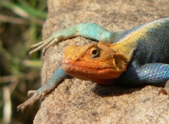 Fonds d'cran Animaux me revoila