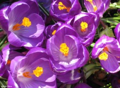 Fonds d'cran Nature crocus