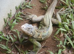 Wallpapers Animals Iguane