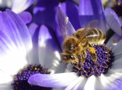 Fonds d'cran Animaux abeille