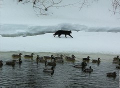 Fonds d'cran Animaux Chat et Canards