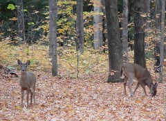 Fonds d'cran Animaux Cerfs de Virginie