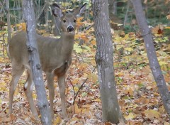 Fonds d'cran Animaux Cerf de Virginie