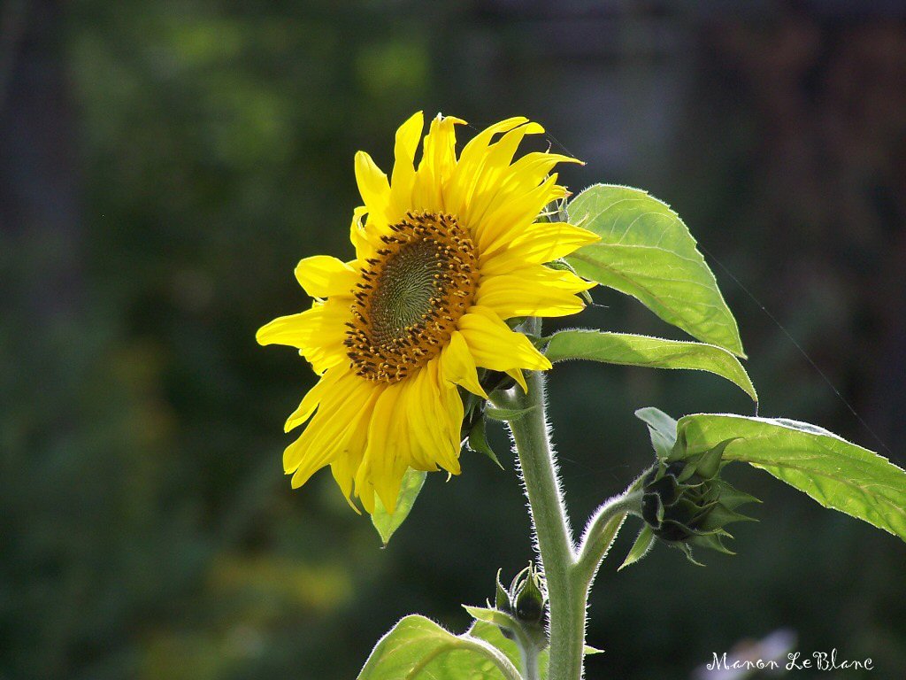 Fonds d'cran Nature Fleurs 