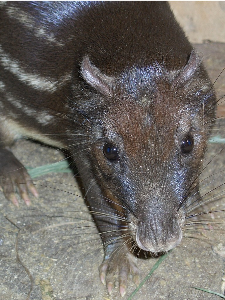 Fonds d'cran Animaux Rongeurs - Divers Guatusa