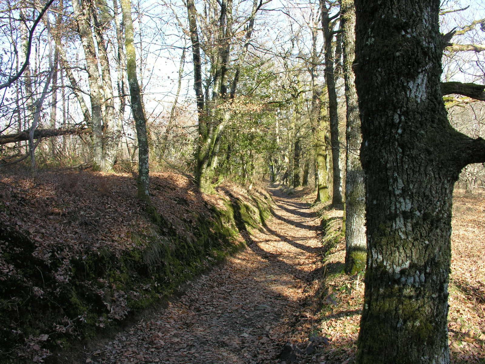 Fonds d'cran Nature Arbres - Forts Ballade rveuse