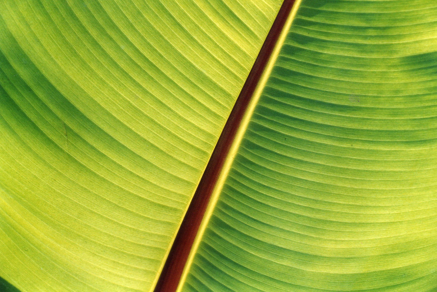 Fonds d'cran Nature Feuilles - Feuillages 