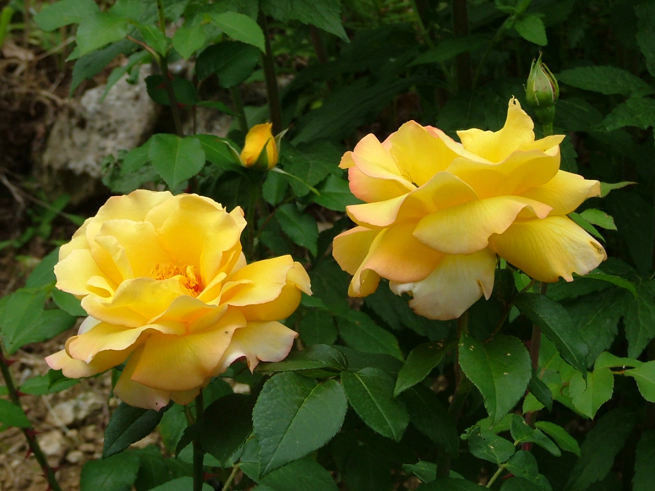 Fonds d'cran Nature Fleurs rose