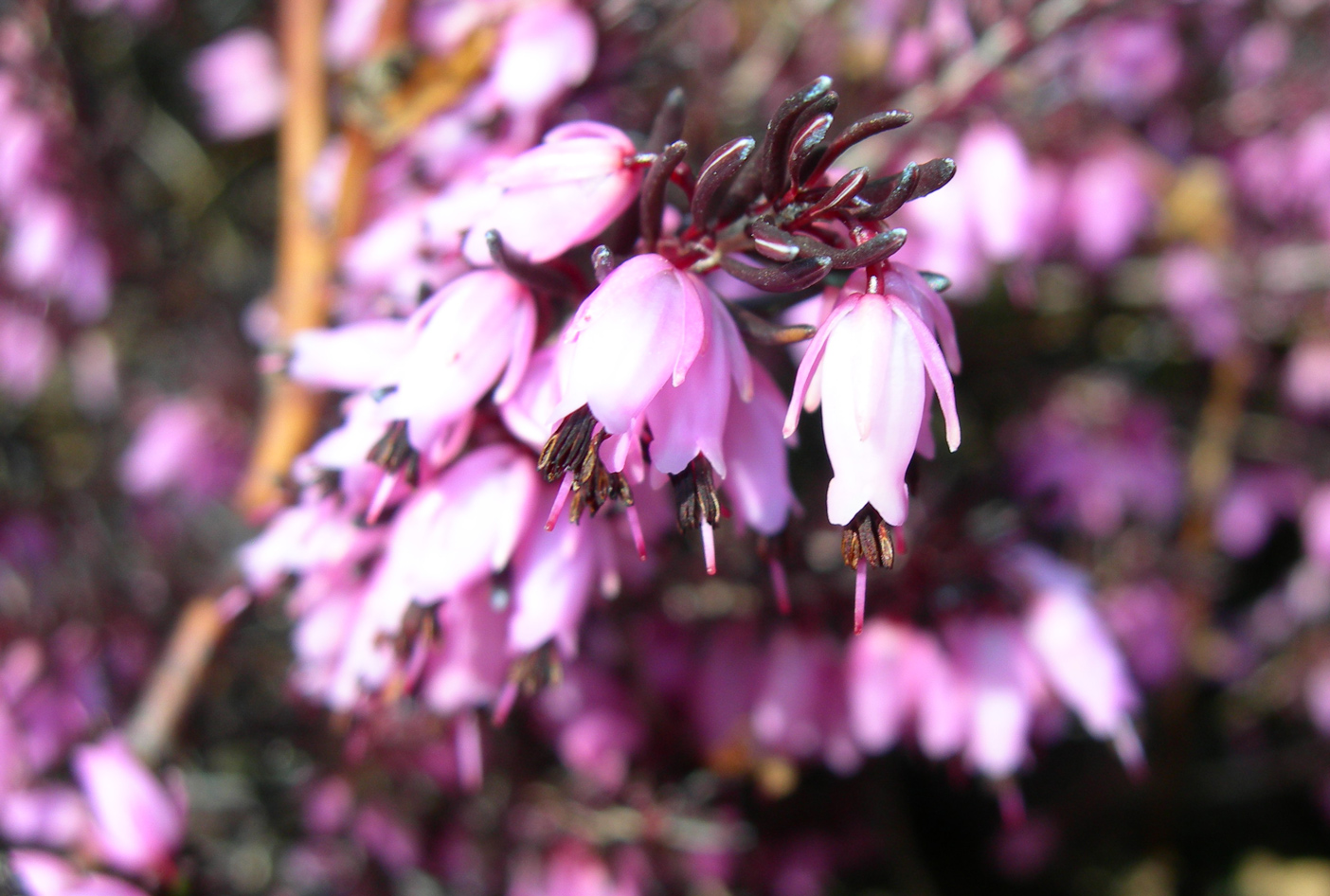 Wallpapers Nature Flowers bruyre