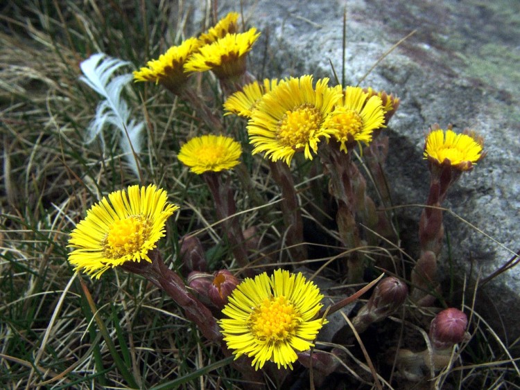 Fonds d'cran Nature Fleurs Enfin un peu de couleurs....