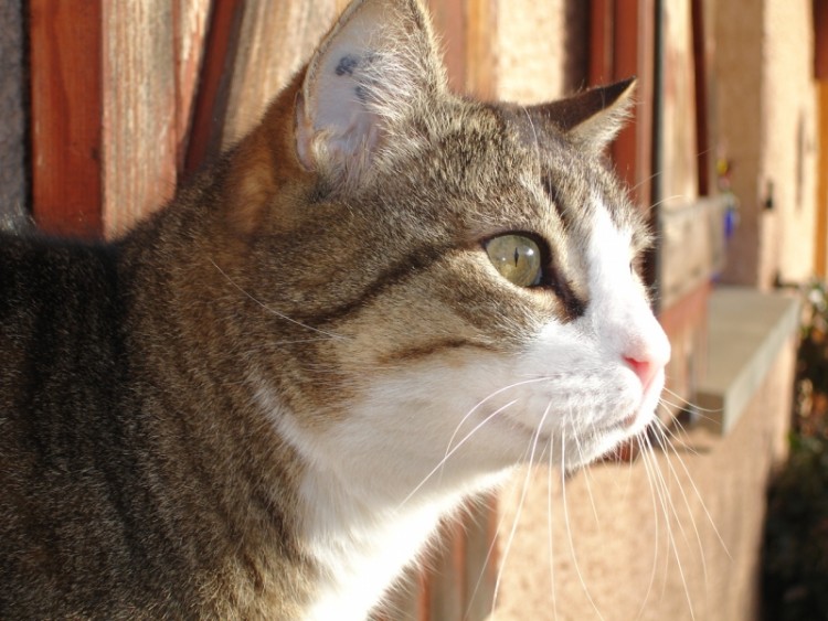 Fonds d'cran Animaux Chats - Chatons kitou