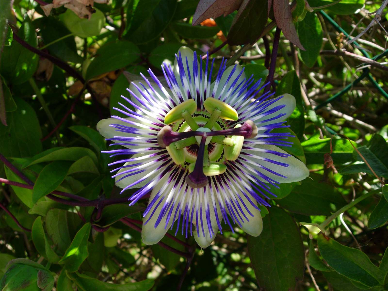 Fonds d'cran Nature Fleurs 