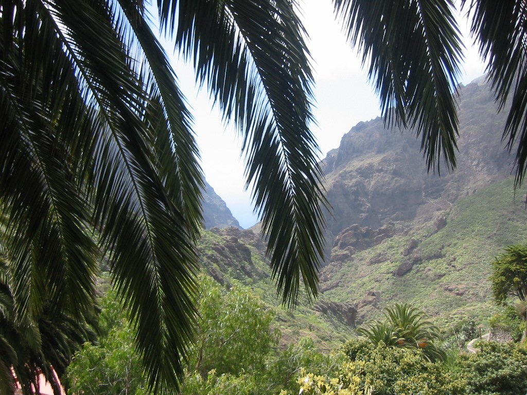 Fonds d'cran Voyages : Afrique Les Canaries Vallée de Masca (Ténérife)