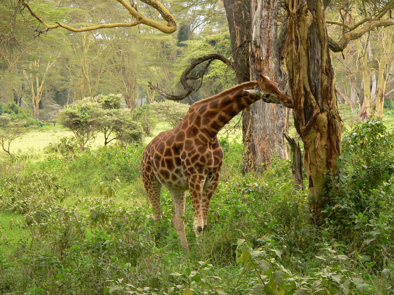 Wallpapers Animals Giraffes trop faim pour avoir peur