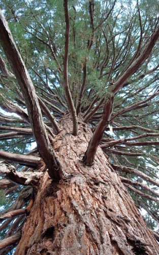 Fonds d'cran Nature Arbres - Forts Arbre centennaire