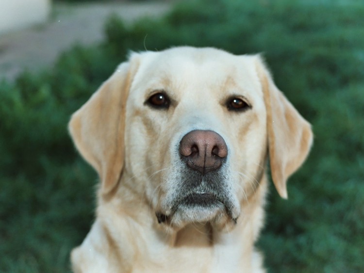 Fonds d'cran Animaux Chiens Labrador